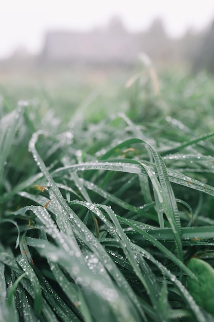Gotas de chuva na textura natural da grama verde para o fundo