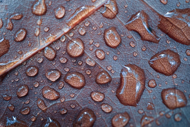 gotas de chuva nas folhas vermelhas do outono em dias chuvosos