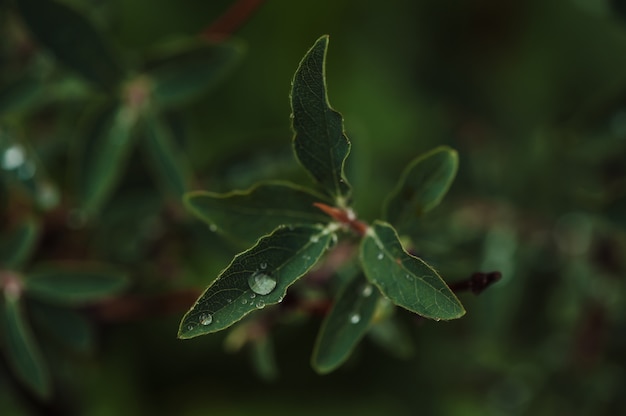 Gotas de chuva sobre a madressilva verde folhas no jardim