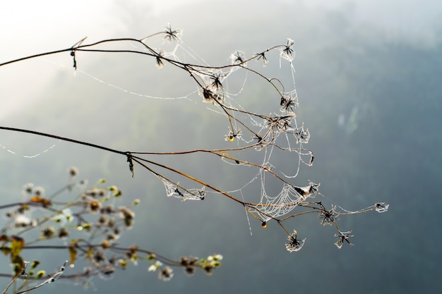 Gotas de flores e água na teia de aranha