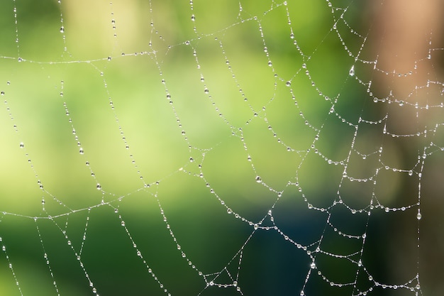 Gotas de fundo macro na teia de aranha