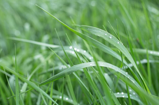 Gotas de fundo natural de grama na grama verde