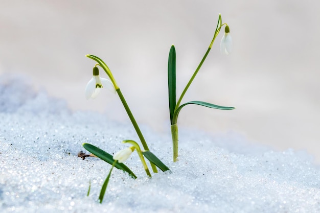 Gotas de neve brancas delicadas na neve em tempo ensolarado