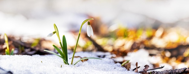 Gotas de neve brancas na floresta de primavera entre a neve derretida em um clima ensolarado