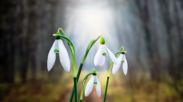 Foto gotas de neve na floresta escura em frente à luz que penetra nas árvores_