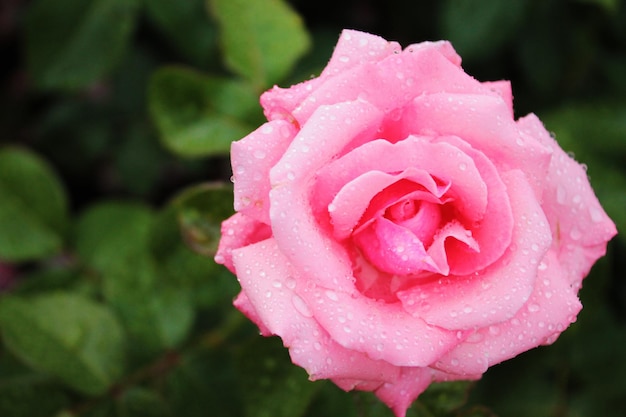 Gotas de orvalho brilham em uma linda e delicada rosa