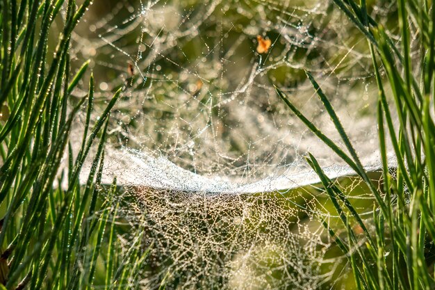 Gotas de orvalho da manhã em uma teia de aranha em galhos de pinheiro ao nascer do sol