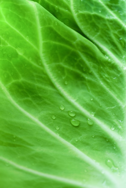 Gotas de orvalho da manhã na folha de repolho. Conceito vegetal.