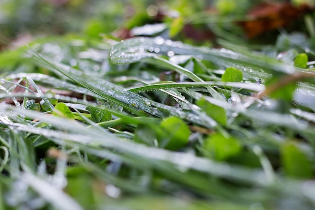 Gotas de orvalho em folhas verdes de grama