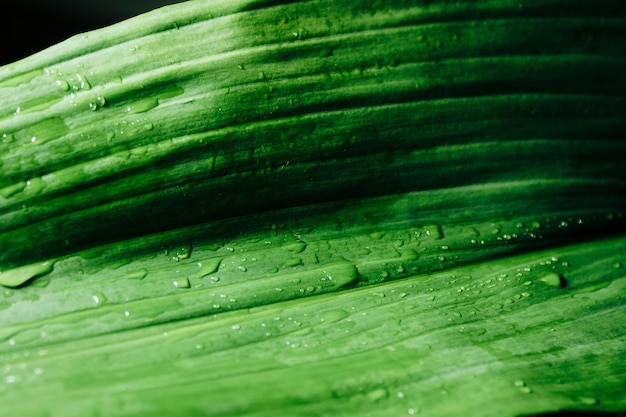 gotas de orvalho em uma folha verde