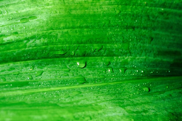 gotas de orvalho em uma folha verde