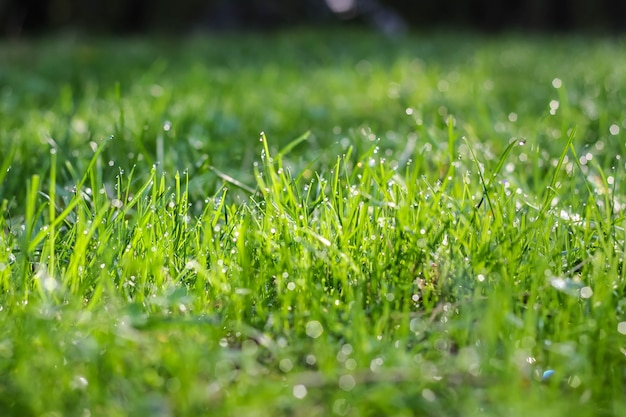 Gotas de orvalho em uma grama verde fresca no verão