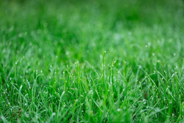 Gotas de orvalho em uma grama verde.