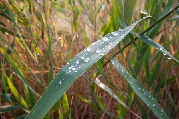 Gotas de orvalho em uma grama verde