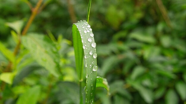 Gotas de orvalho grudadas em uma folha de grama de manhã em um prado