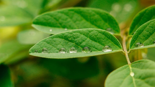 Gotas de orvalho macro na folha verde