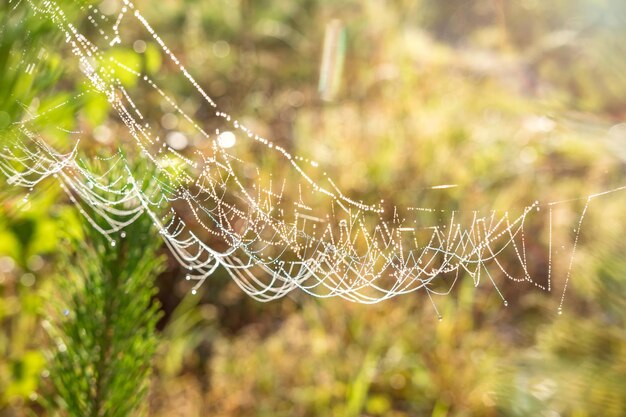 Gotas de orvalho matinal na teia de aranha dourada turva em galhos de pinheiro ao nascer do sol com reflexo de luz solar