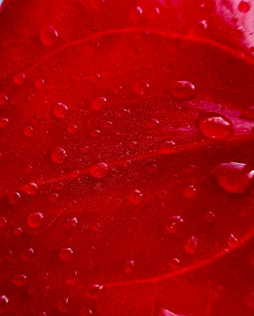 Gotas de orvalho na folha vermelha da flor