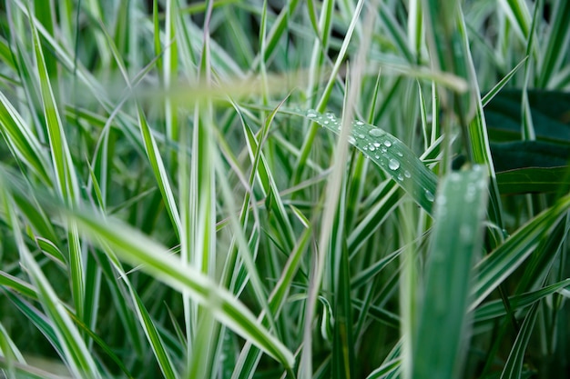 Gotas de orvalho na grama verde fecham a vista lateral horizontalmente