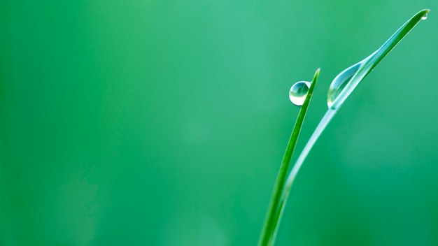 Gotas de orvalho na grama verde fresca