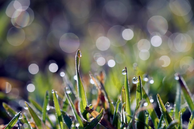 Gotas de orvalho na grama verde fresca