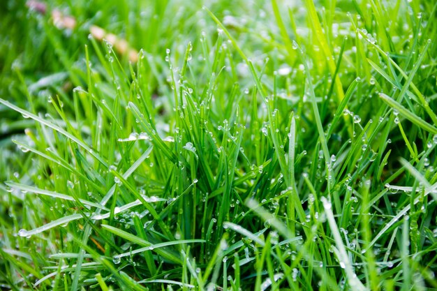 Gotas de orvalho na grama verde. Fundo de grama verde