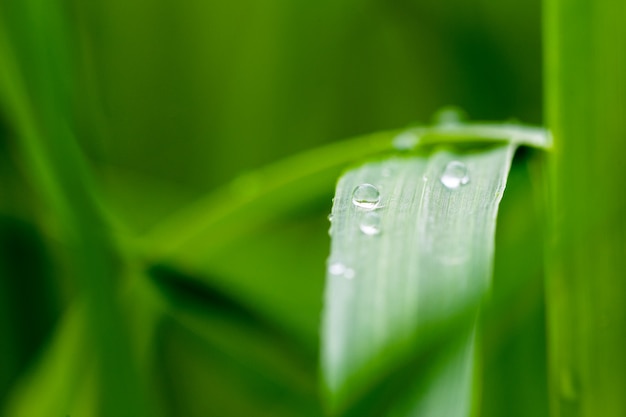 Gotas de orvalho na grama verde