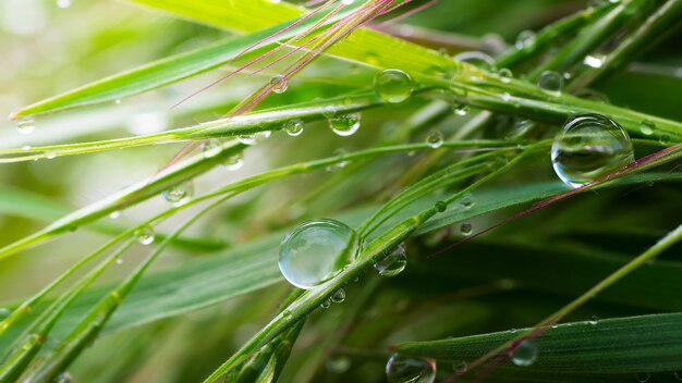 Gotas de orvalho na grama.