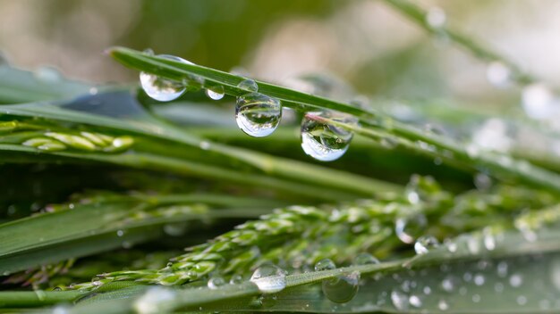 Gotas de orvalho na grama.