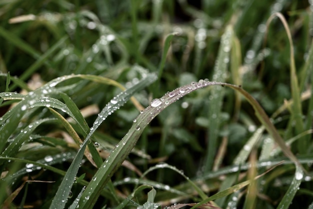 Gotas de orvalho na grama