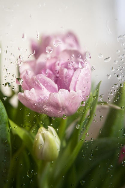 Gotas de orvalho nas folhas das tulipas Cosept de primavera Macro shoot