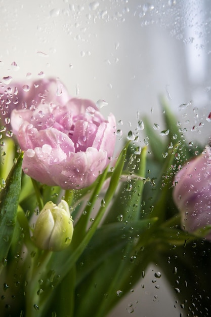 Gotas de orvalho nas folhas das tulipas Cosept de primavera Macro shoot