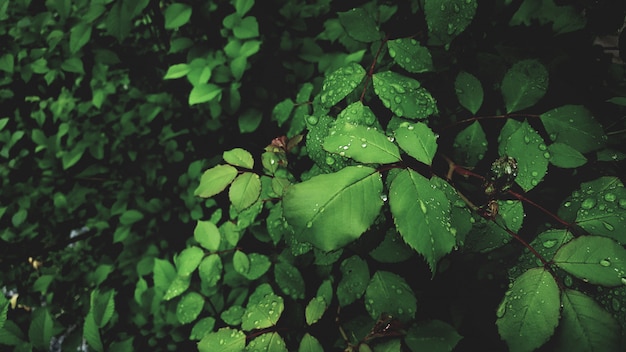 gotas de orvalho nas folhas verdes brilhantes de rosa