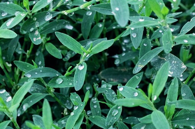 Gotas de orvalho nas folhas verdes de uma planta