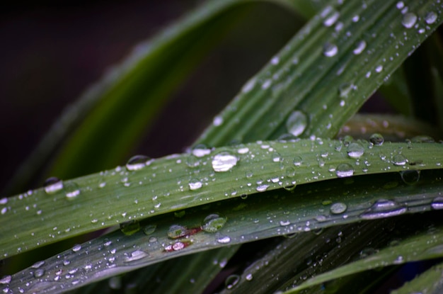 Gotas de orvalho nas folhas