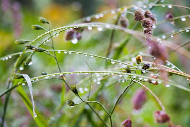 Gotas de orvalho nas plantas e flores no campo, orvalho da manhã e gotas de chuva macro e close-up