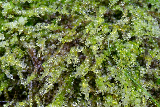 Gotas de orvalho nas plantas macro