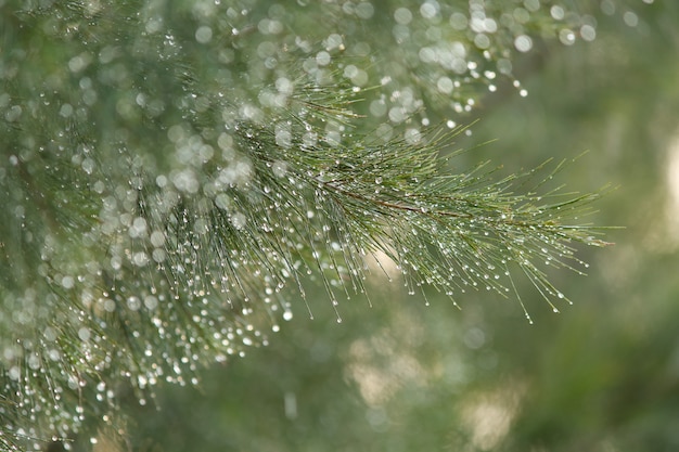 Gotas de orvalho no ramo de pinheiro verde