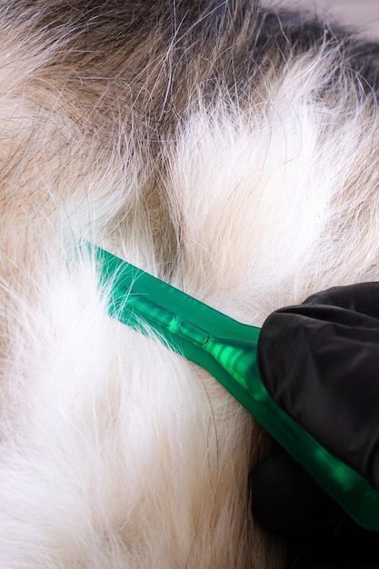 Gotas de pulgas para cães e mão enluvada