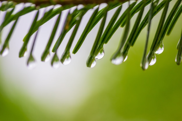 gotas de verão ou chuva de primavera em agulhas de Natal em um verde com luz