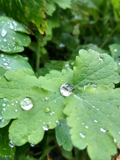 Foto gotas después de la lluvia