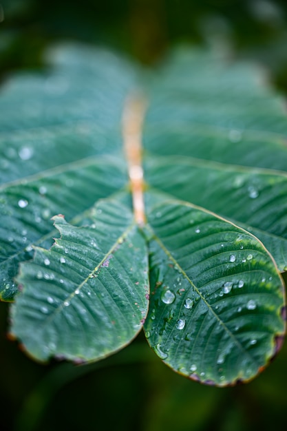 Gotas do close up da água na folha verde, a opinião da natureza no jardim no verão.