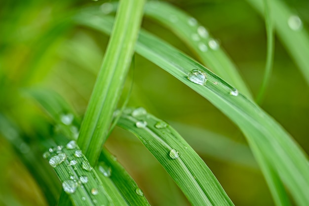 Gotas do close up da água na folha verde após a chuva, a opinião da natureza no jardim no verão.