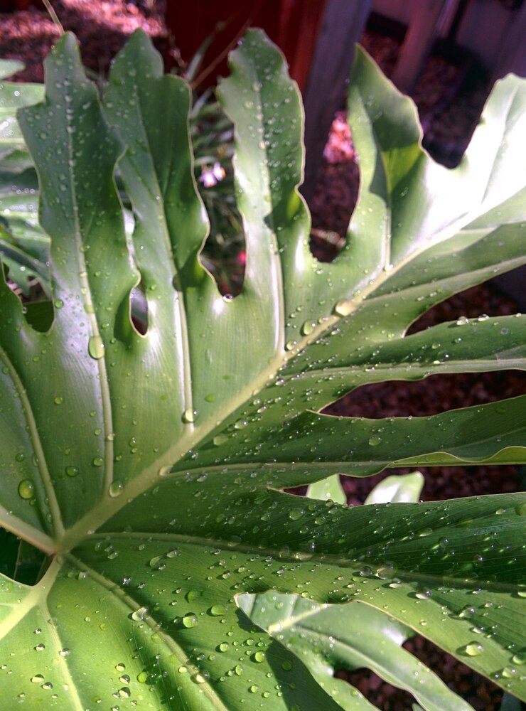 Foto gotas em folhas