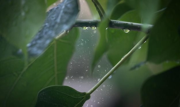 Gotas em um galho de árvore ao ar livre depois da chuva