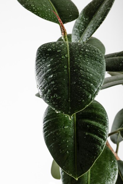 Gotas en una flor casera Aerosol en ficus