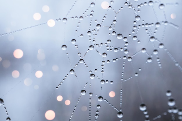 gotas en el fondo de la telaraña