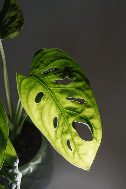 Las gotas gotean sobre las hojas de las plantas domésticas