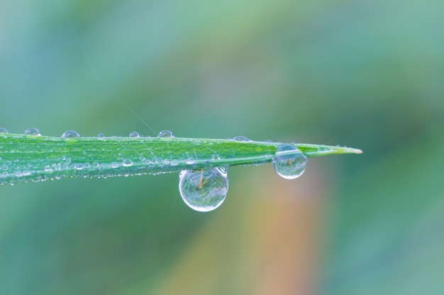 Las gotas de hierba desdibujan de fondo