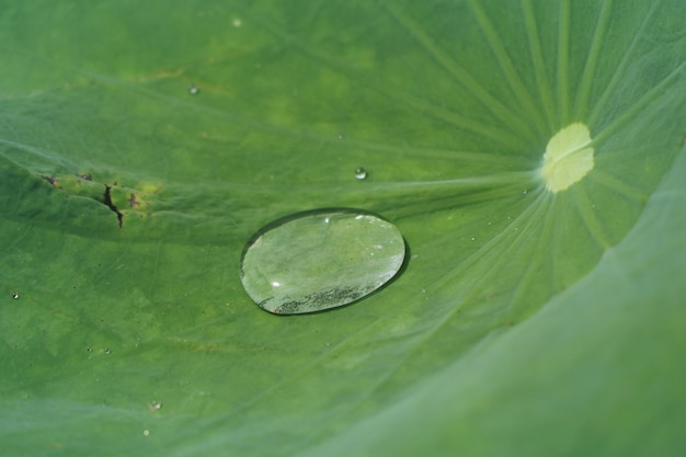 Gotas en hoja de loto